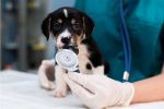 Profesionales certificados dogmar veterinaria